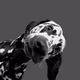 dogs