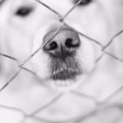 Dogs