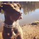 Dog's boy