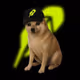 Dogs Cat
