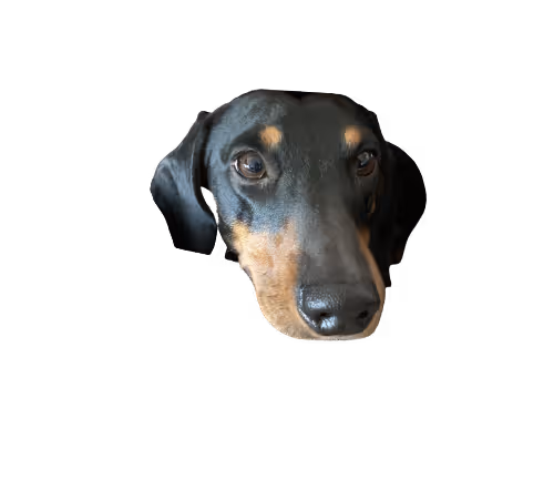Dogs life Dackel