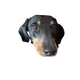 Dogs life Dackel