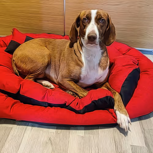 Dog Cinnamon