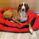 Dog Cinnamon