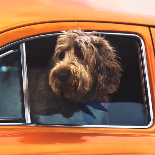 Dogs Of Metaverse