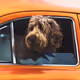 Dogs Of Metaverse