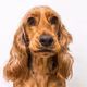 Dogs of the Internet