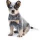 DOGS OF UKA