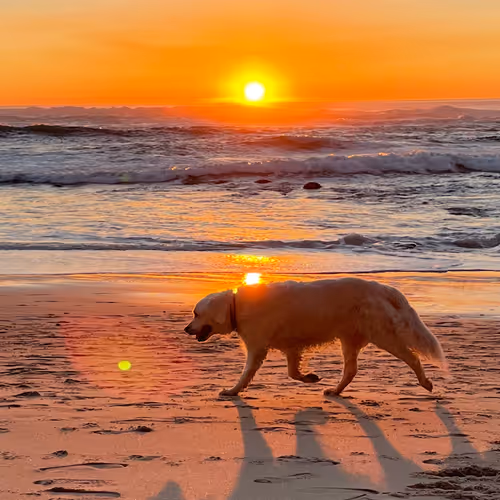 Sunset Doge