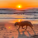 Sunset Doge