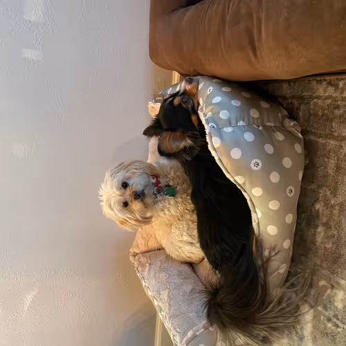 Dogs - Sasha Itsa and Jake