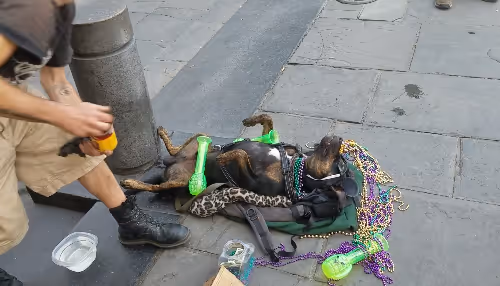 Dogs - Wm3D0gOZW3