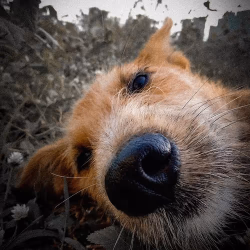 Dogs Hope