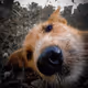 Dogs Hope