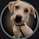Dogs in the Air