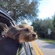 Dogs In Windows