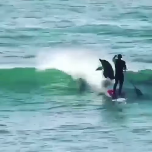 Dolphin vs. surfer