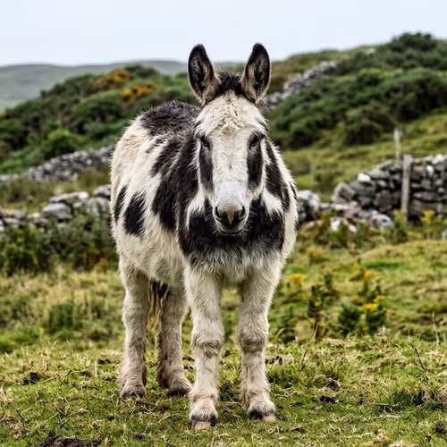 Donkey Exolinguistics - Video Registry