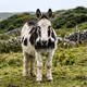 Donkey Exolinguistics - Video Registry