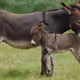 donkey love