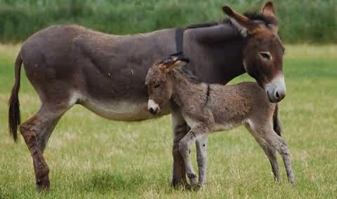 donkey love