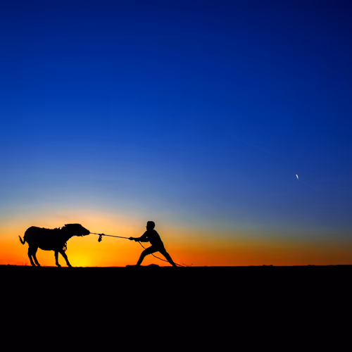 Stubborn as a Donkey Story - old