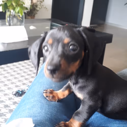 Donna the cripto doggie