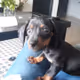 Donna the cripto doggie