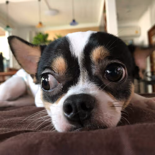 Original Donsito - old V2