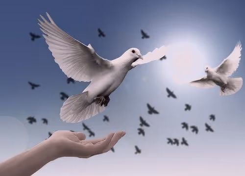 Don't Fight, Meditate