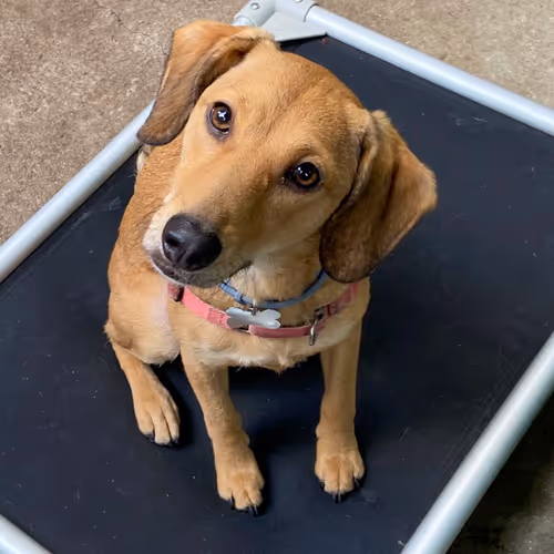 Dora adventures by Arod