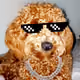 Doges"R"Us