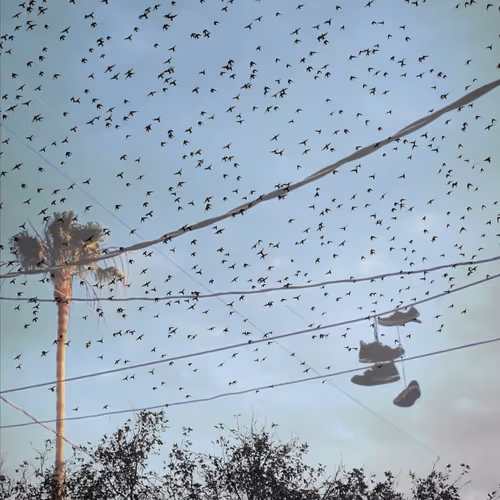 ChildHood like Birds