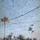 ChildHood like Birds
