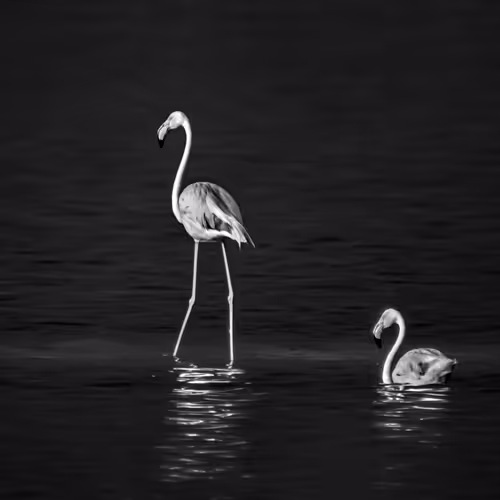 Double Flamingo-Editions - old