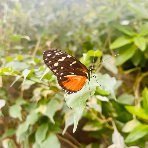 Collection unique nfts French