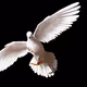 Birds Of War