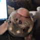 Dozer the French Bulldog