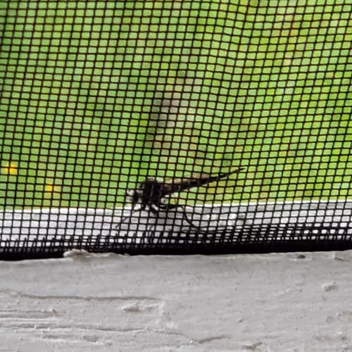 Dragonfly_2018