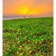 Dramatic Sunset - old
