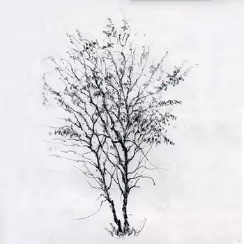 drawfa