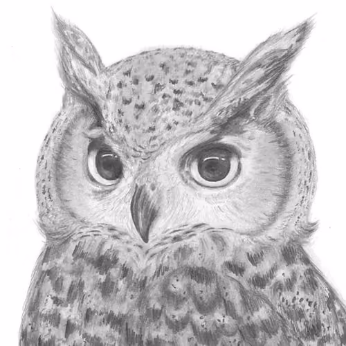 Hand-Drawn Owl