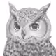Hand-Drawn Owl