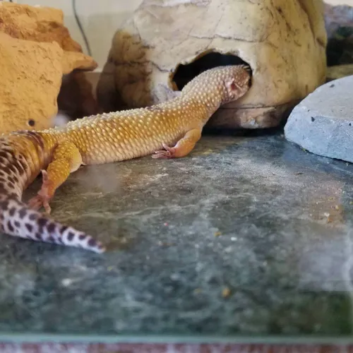 Gecko's Dreams