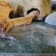 Gecko's Dreams