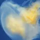 Dream of jellyfish