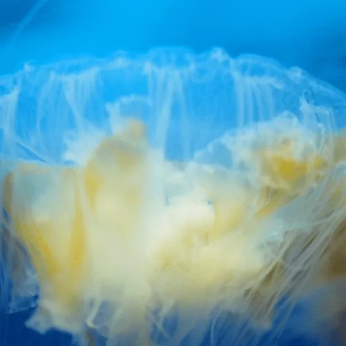 Dream of jellyfish