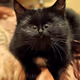 Dreamed cats