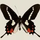Dreaming of a Butterfly