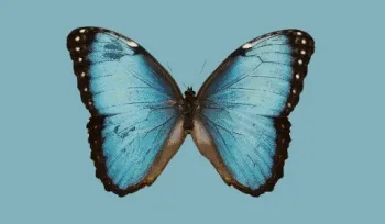 Dreaming of a Butterfly